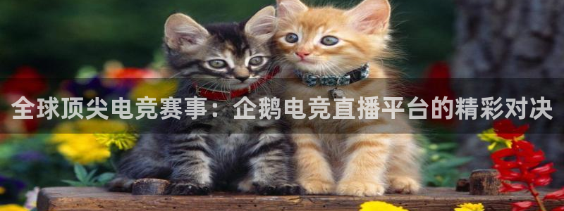 球友体育在线直播观看